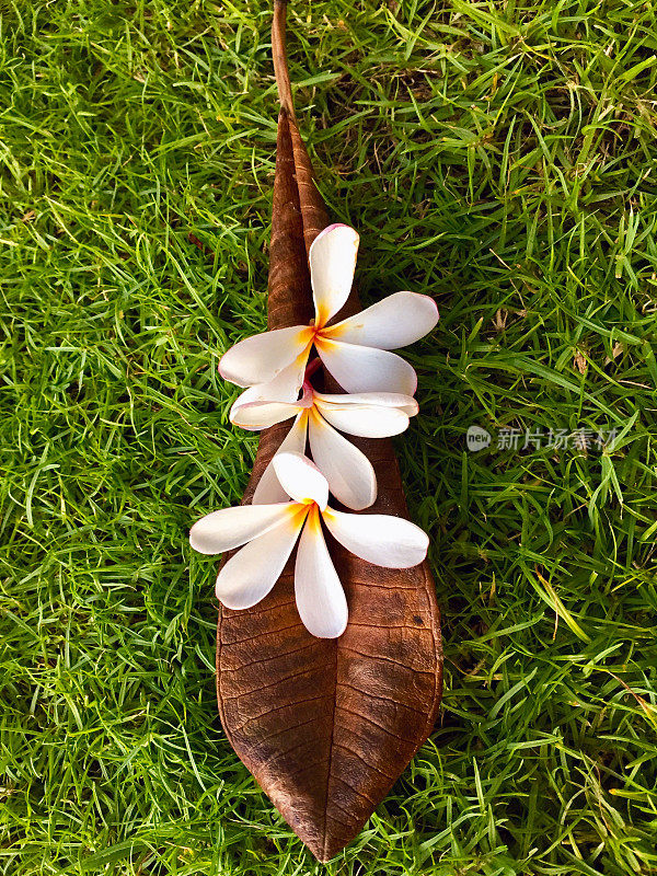 白色鸡蛋花(Pua Melia)花排列在叶子上